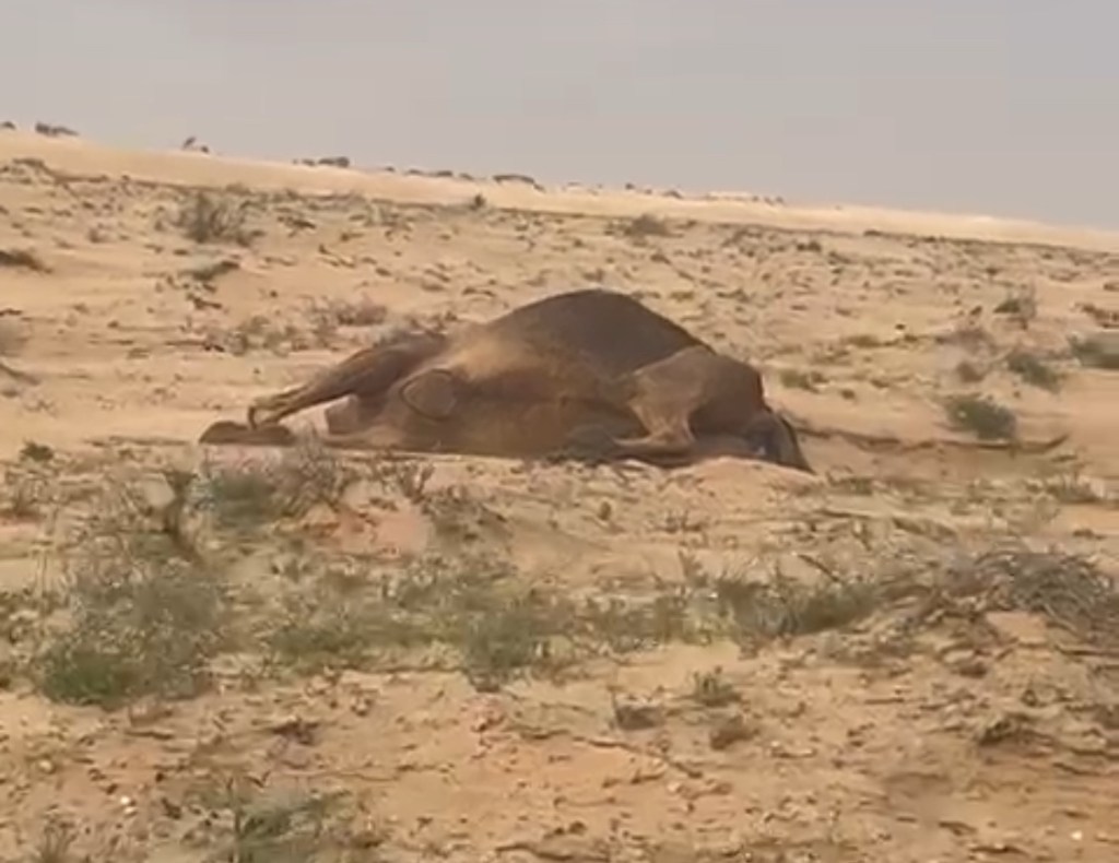 فيديو: العثور على أربعة جمال مقتولة بالنقب في ظروف غامضة