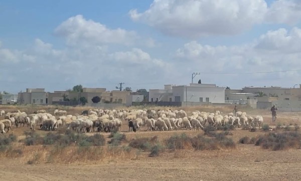 العطاونة: فرض الغرامات على مربي الماشية في النقب هو استمرار لسياسة عنصرية ممنهجة لخنق الناس ومحاربتهم في أرزاقهم